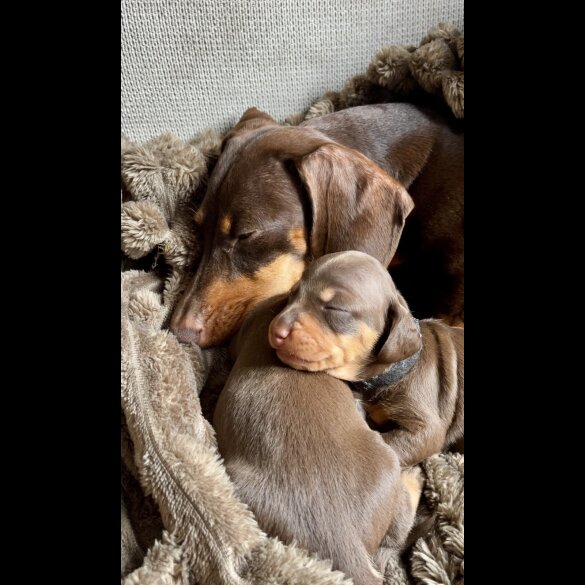 Dachshund (Standard &amp; Miniature) - Both