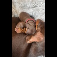 Dachshund (Standard &amp; Miniature) - Both