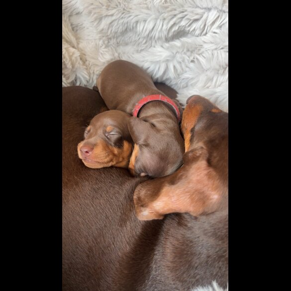 Dachshund (Standard &amp; Miniature) - Both