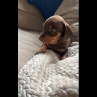 Dachshund (Standard &amp; Miniature) - Both