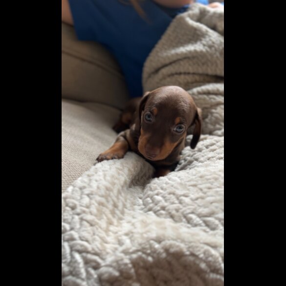 Dachshund (Standard &amp; Miniature) - Both