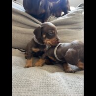 Dachshund (Standard &amp; Miniature) - Both