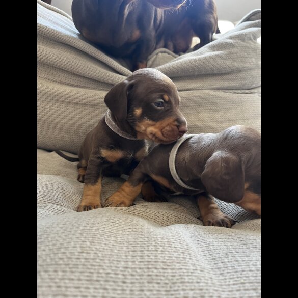 Dachshund (Standard &amp; Miniature) - Both