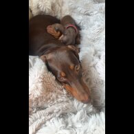 Dachshund (Standard &amp; Miniature) - Both