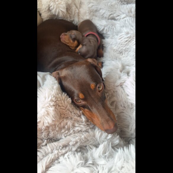Dachshund (Standard &amp; Miniature) - Both