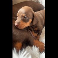 Dachshund (Standard &amp; Miniature) - Both