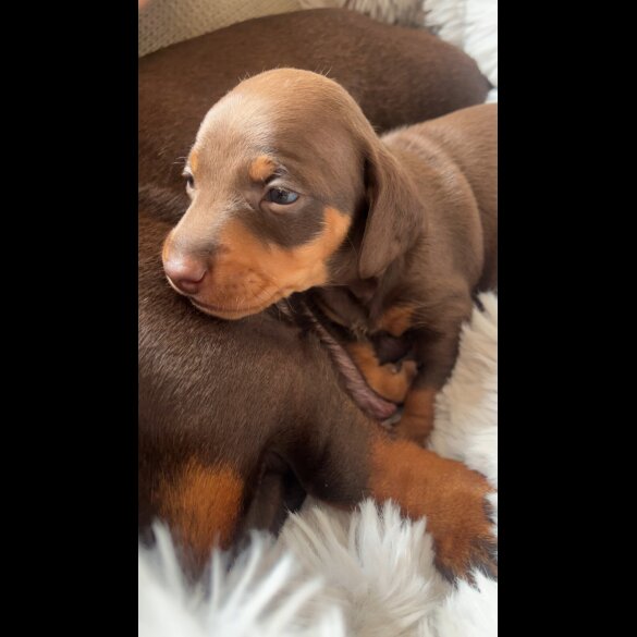 Dachshund (Standard &amp; Miniature) - Both