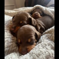 Dachshund (Standard &amp; Miniature) - Both