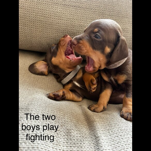 Dachshund (Standard &amp; Miniature) - Both
