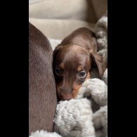 Dachshund (Standard &amp; Miniature) - Both