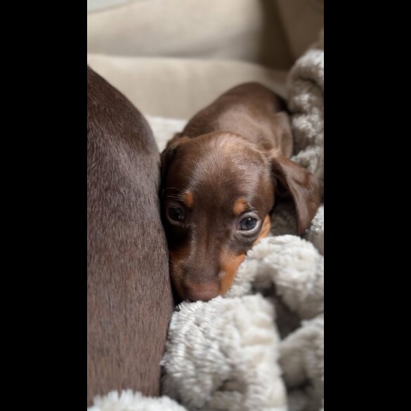 Dachshund (Standard &amp; Miniature) - Both