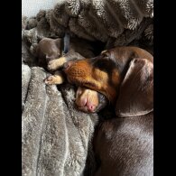 Dachshund (Standard &amp; Miniature) - Both