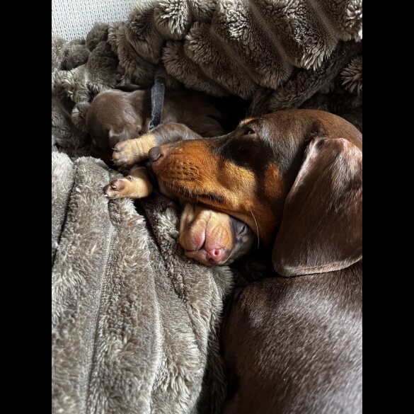 Dachshund (Standard &amp; Miniature) - Both