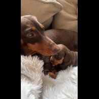 Dachshund (Standard &amp; Miniature) - Both