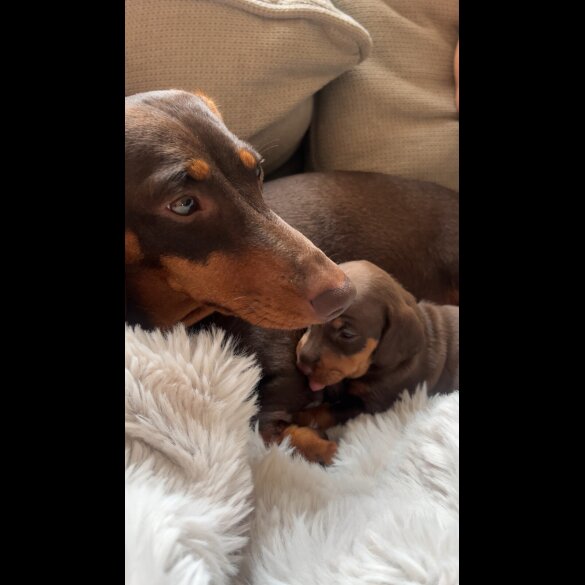 Dachshund (Standard &amp; Miniature) - Both