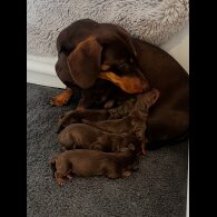 Dachshund (Standard &amp; Miniature) - Both