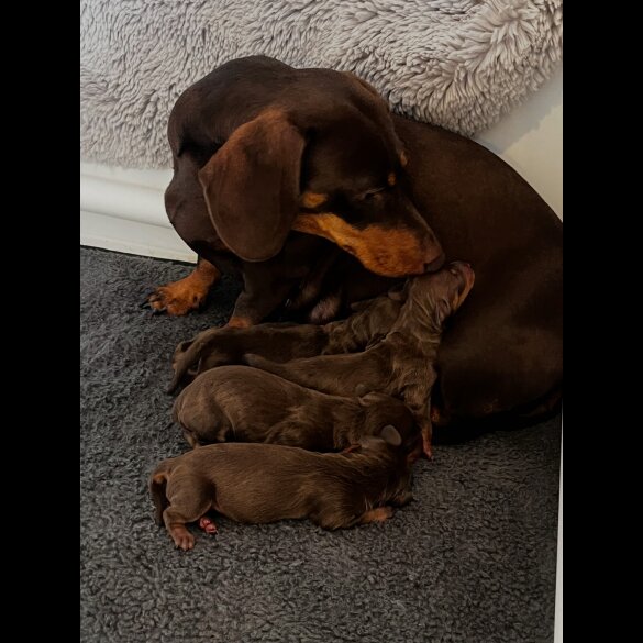 Dachshund (Standard &amp; Miniature) - Both