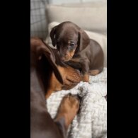 Dachshund (Standard &amp; Miniature) - Both