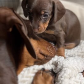 Dachshund (Standard &amp; Miniature) - Both