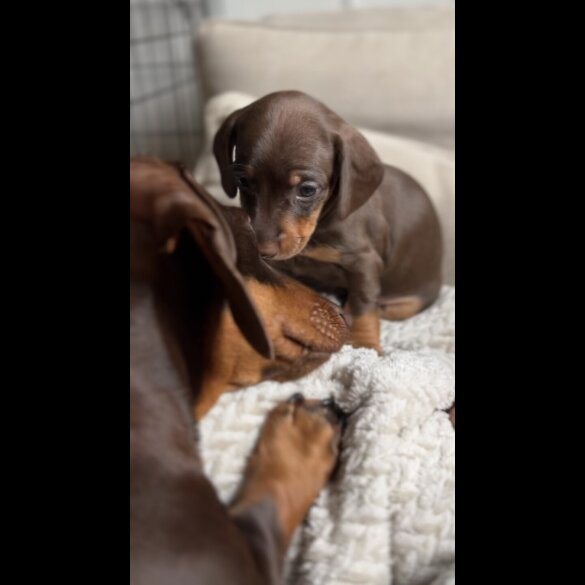 Dachshund (Standard &amp; Miniature) - Both