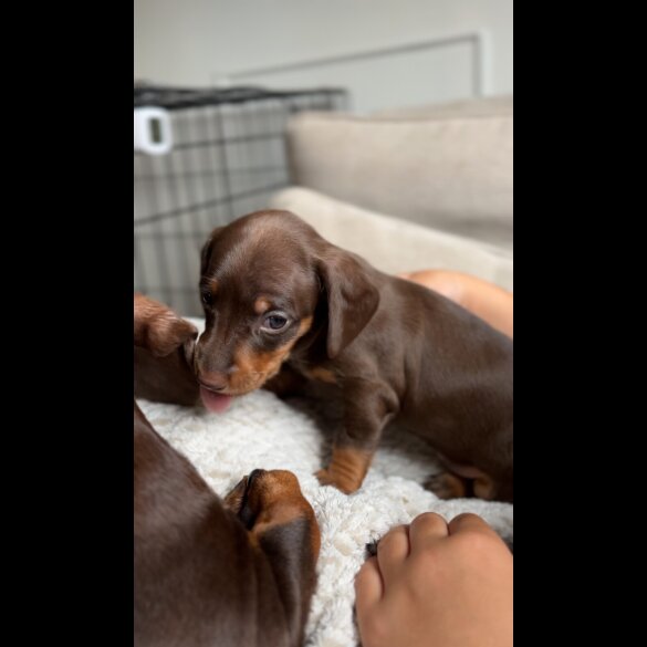 Dachshund (Standard &amp; Miniature) - Both