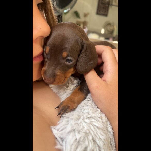 Dachshund (Standard &amp; Miniature) - Both