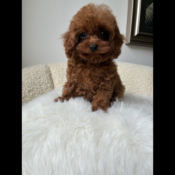 Toy Poodle - Both