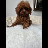 Toy Poodle - Both