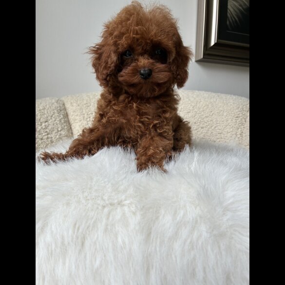 Toy Poodle - Both