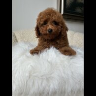 Toy Poodle - Both