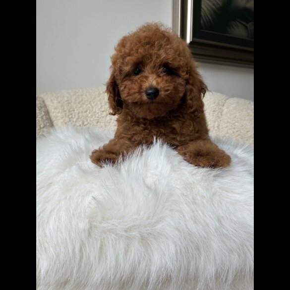 Toy Poodle - Both