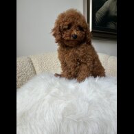 Toy Poodle - Both