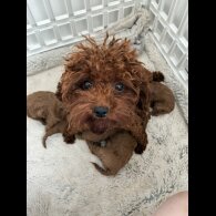 Toy Poodle - Both