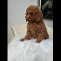 Toy Poodle - Both