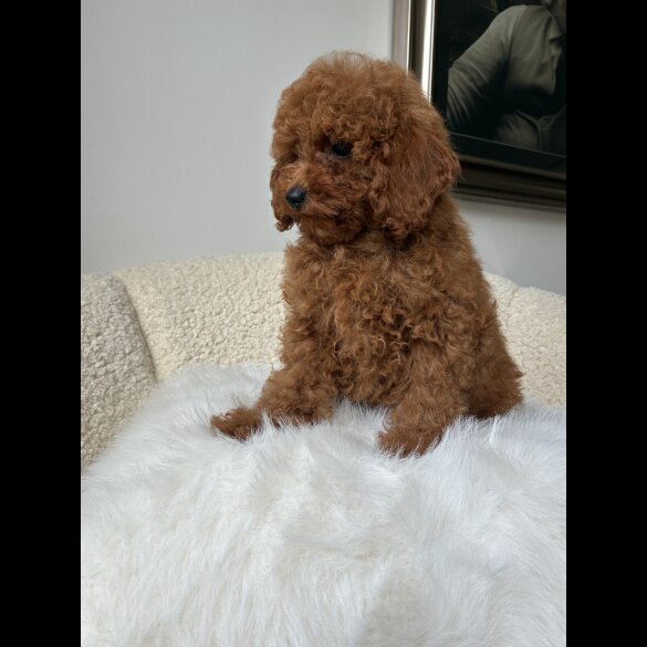 Toy Poodle - Both