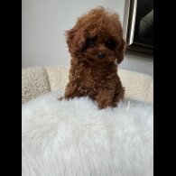 Toy Poodle - Both