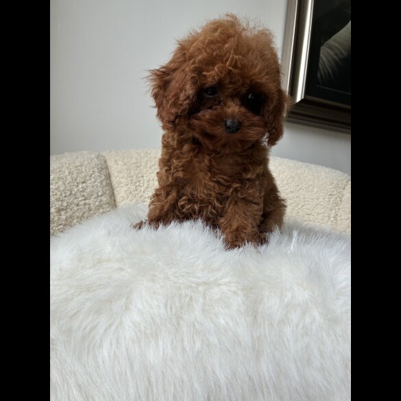 Toy Poodle - Both