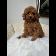 Toy Poodle - Both