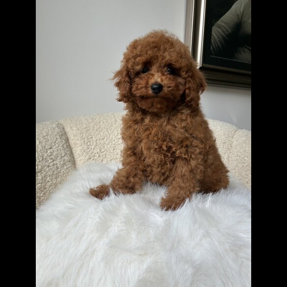 Toy Poodle - Both