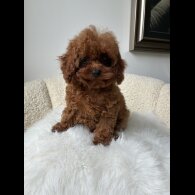 Toy Poodle - Both