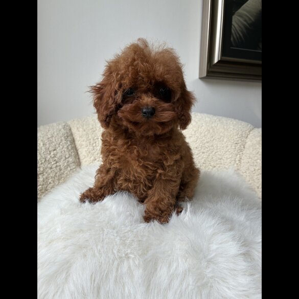 Toy Poodle - Both