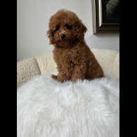 Toy Poodle - Both