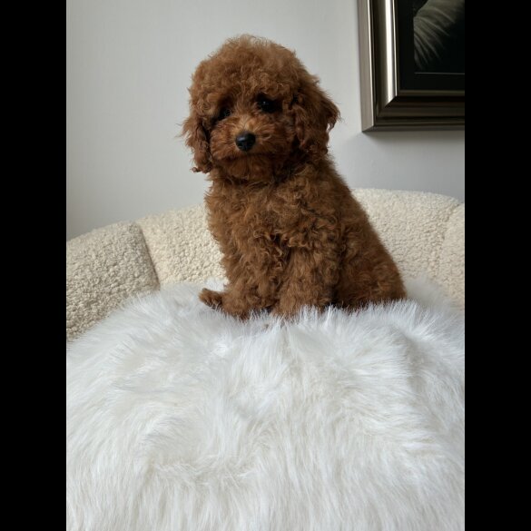 Toy Poodle - Both
