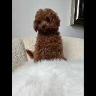 Toy Poodle - Both