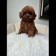 Toy Poodle - Both