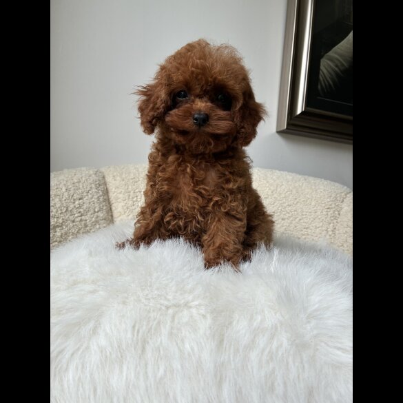 Toy Poodle - Both