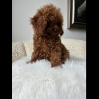 Toy Poodle - Both