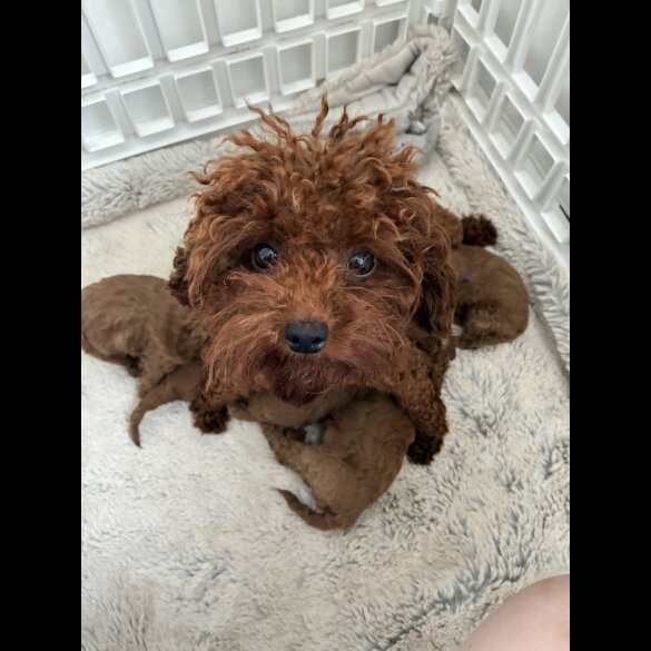 Toy Poodle - Both