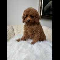 Toy Poodle - Both