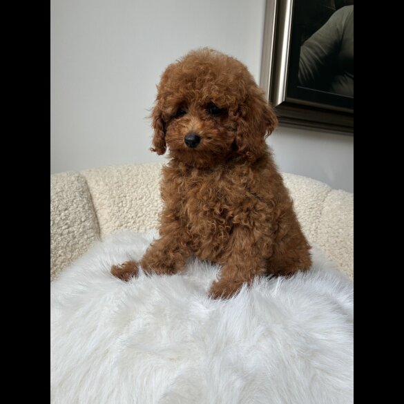Toy Poodle - Both